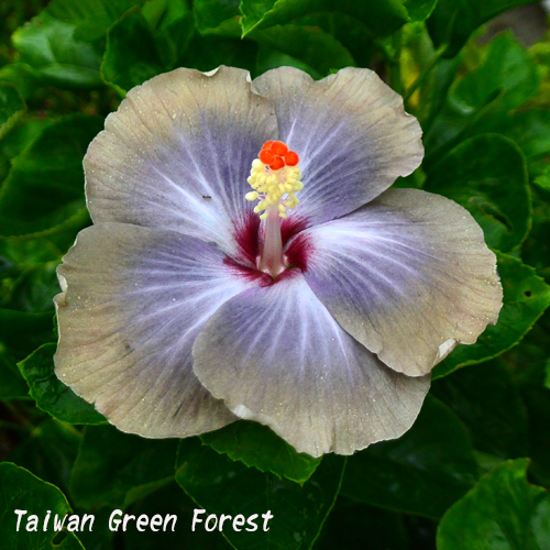 Taiwan Green Forest